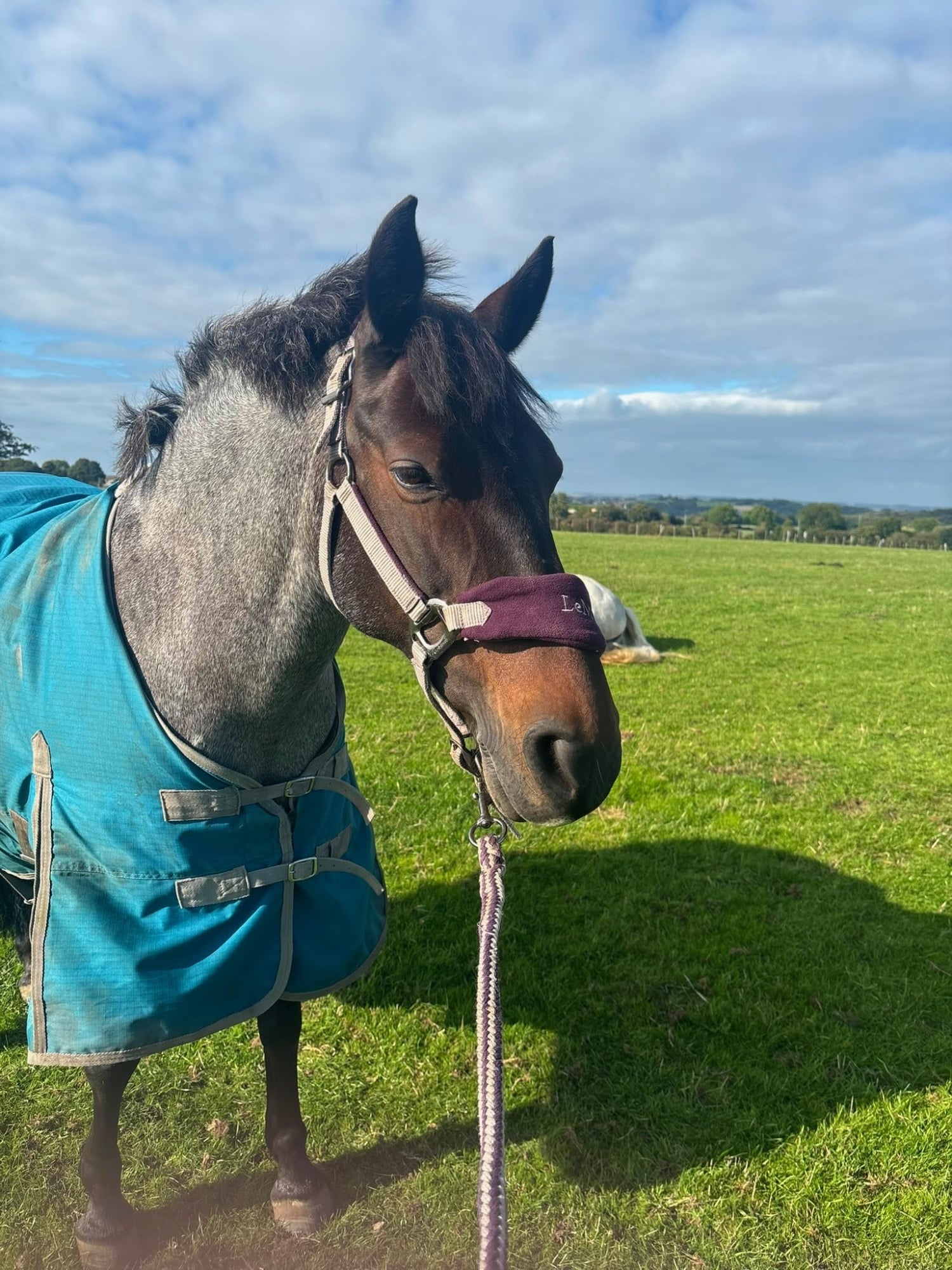 "Sharnie" Roan Mare All Rounder - Horses