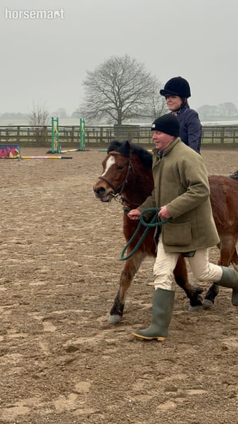"Rusty" Bay Gelding Lead Rein/First Ridden Pony