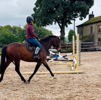 "Tinker" Bay Mare Pony Club Pony