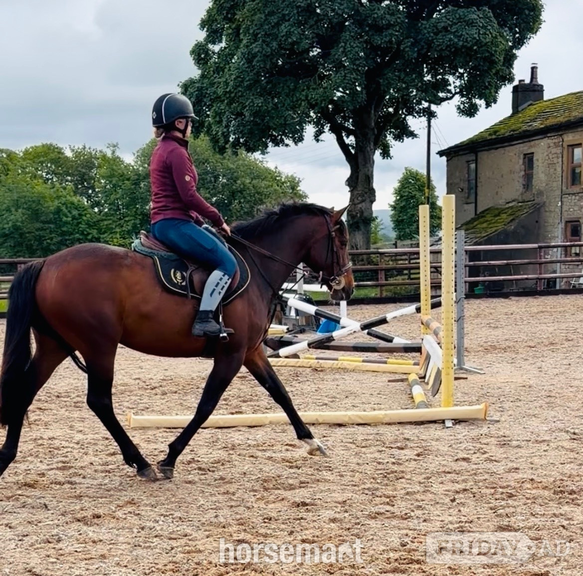"Tinker" Bay Mare Pony Club Pony in Padiham