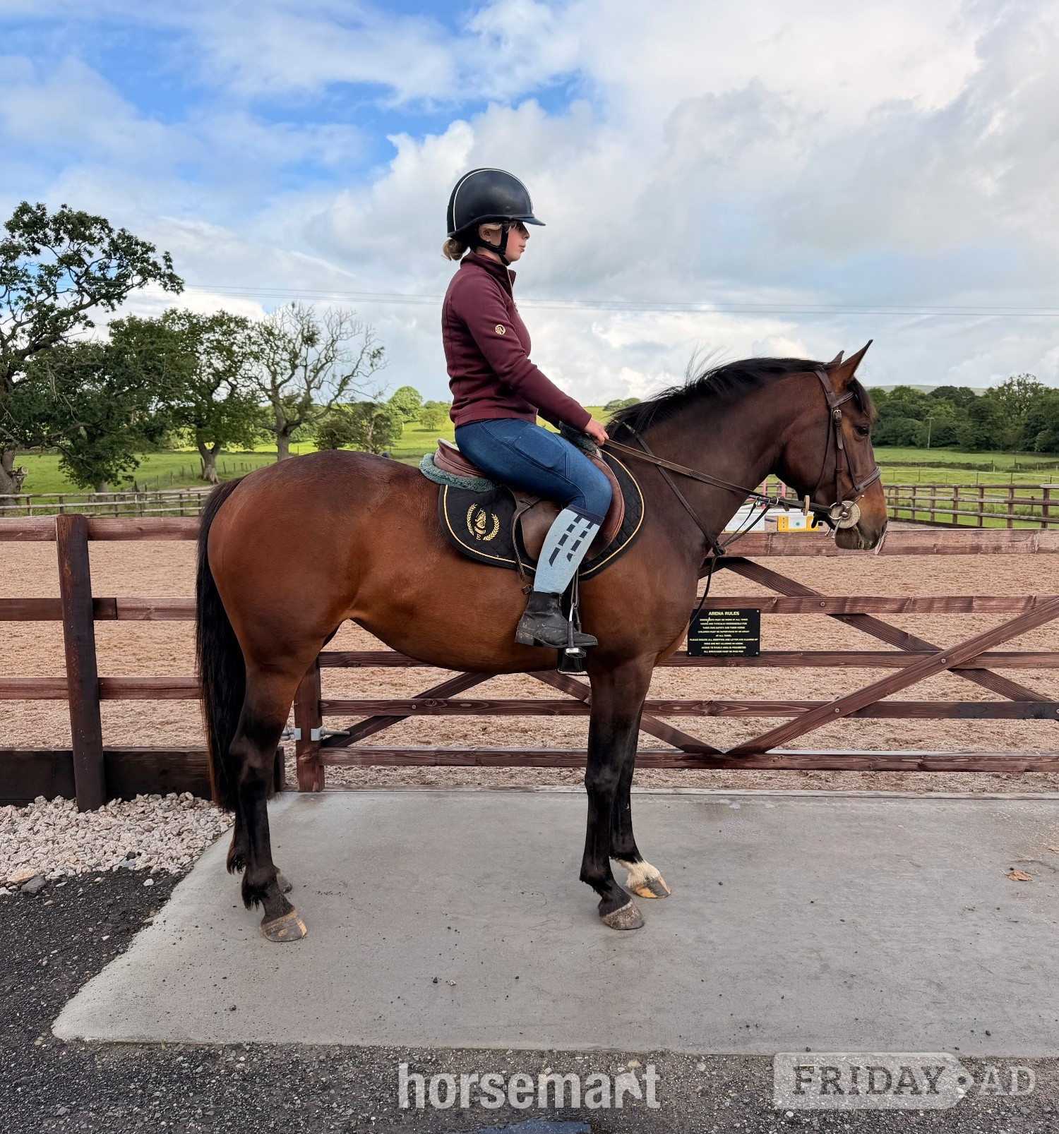 "Tinker" Bay Mare Pony Club Pony