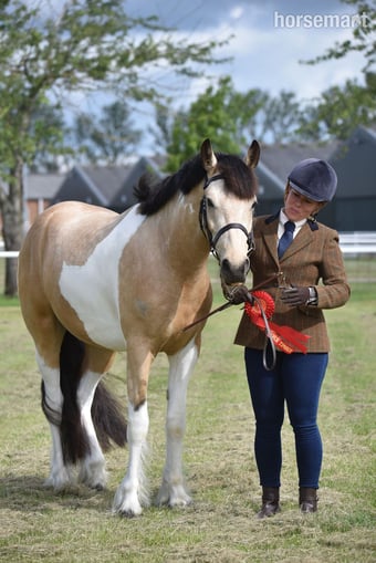 "Eddie " Buckskin Gelding Coloured