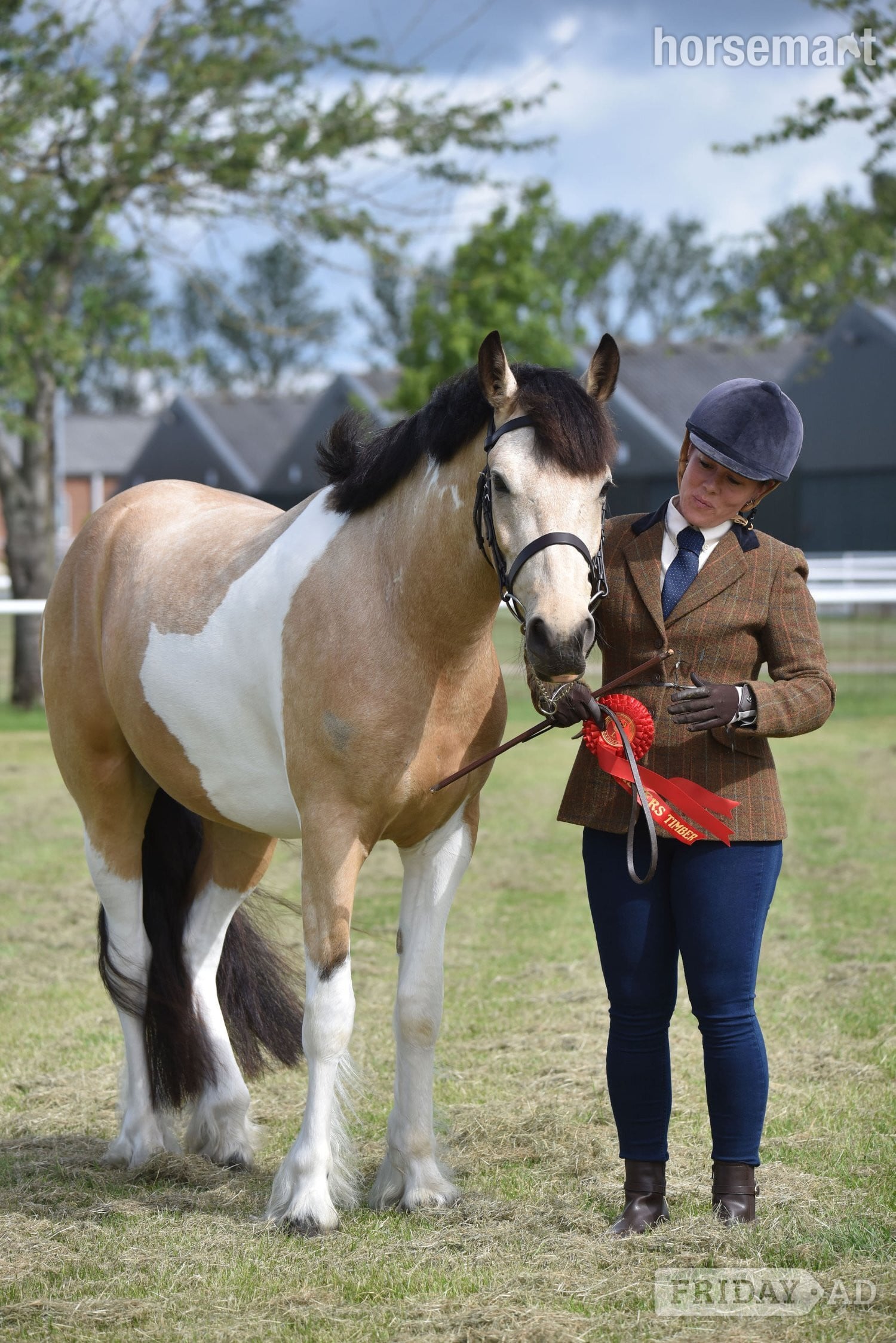 "Eddie " Buckskin Gelding Coloured in Lincoln