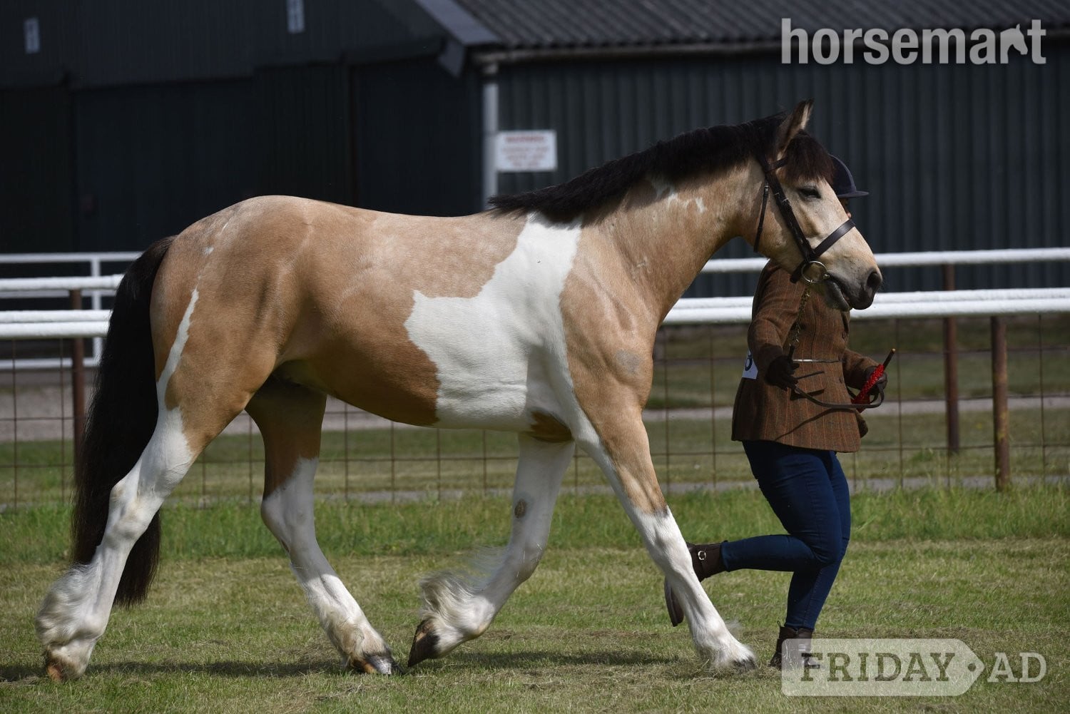 "Eddie " Buckskin Gelding Coloured