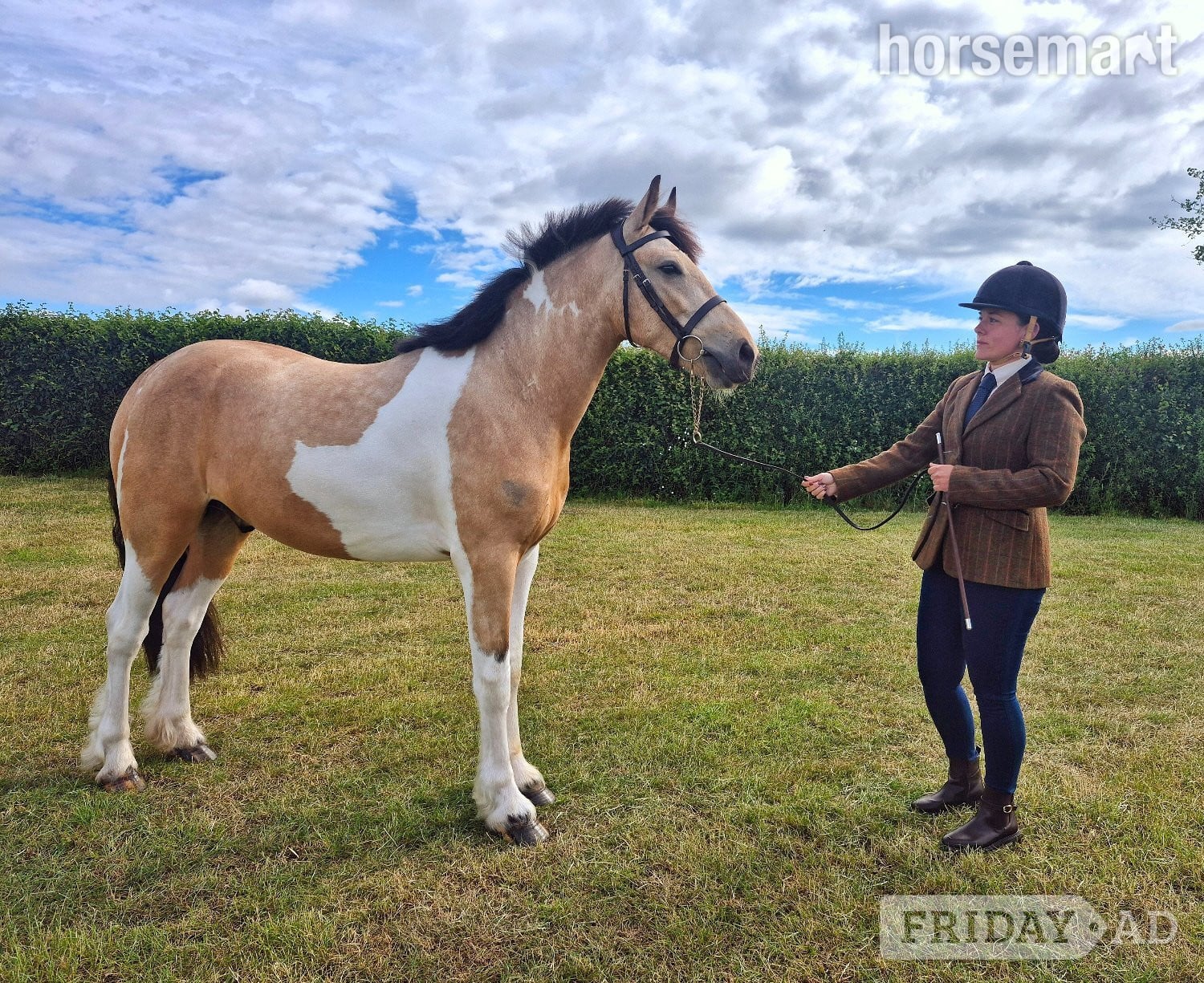 Lincoln "Eddie " Buckskin Gelding Coloured