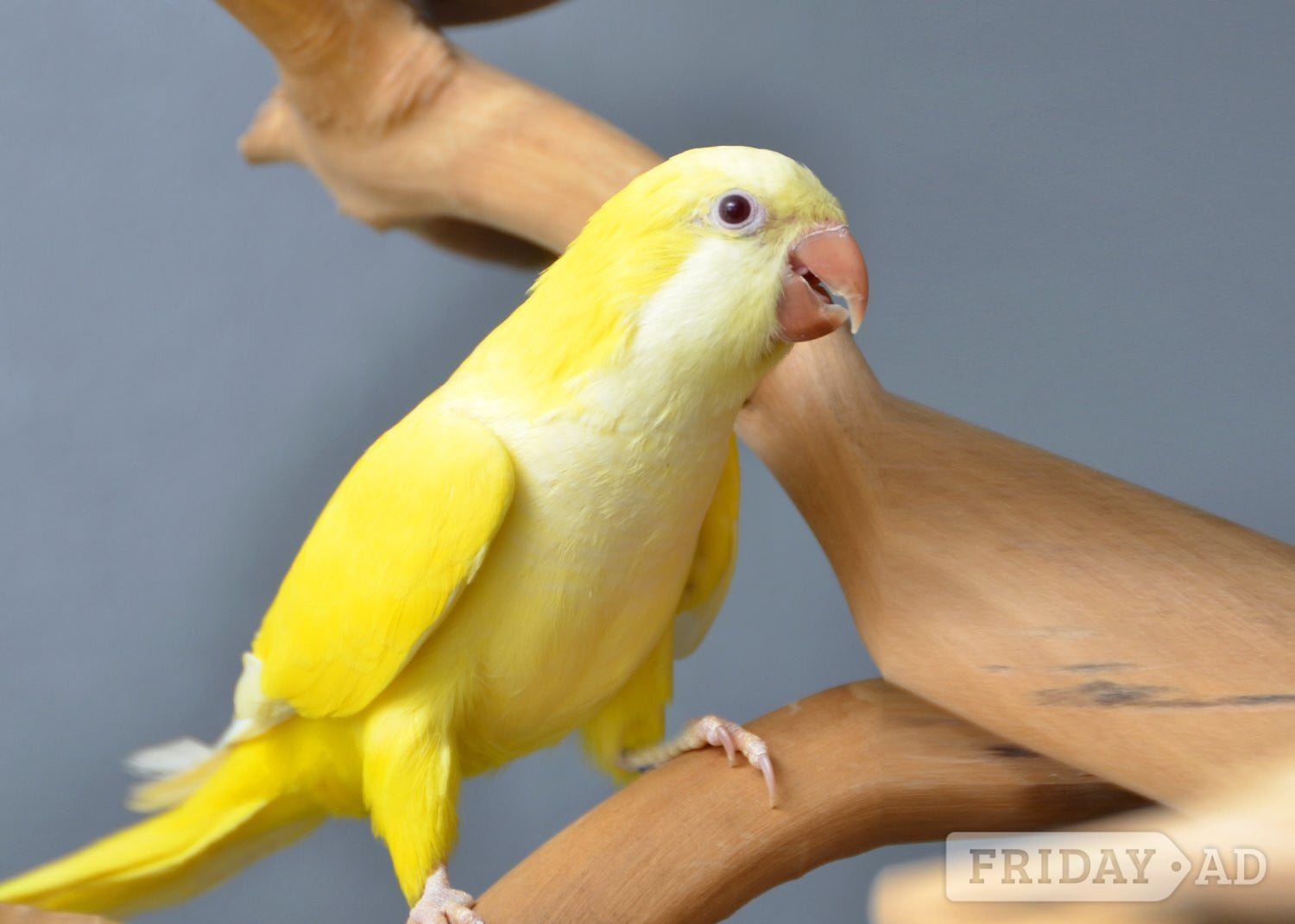 Baby Yellow Quaker
