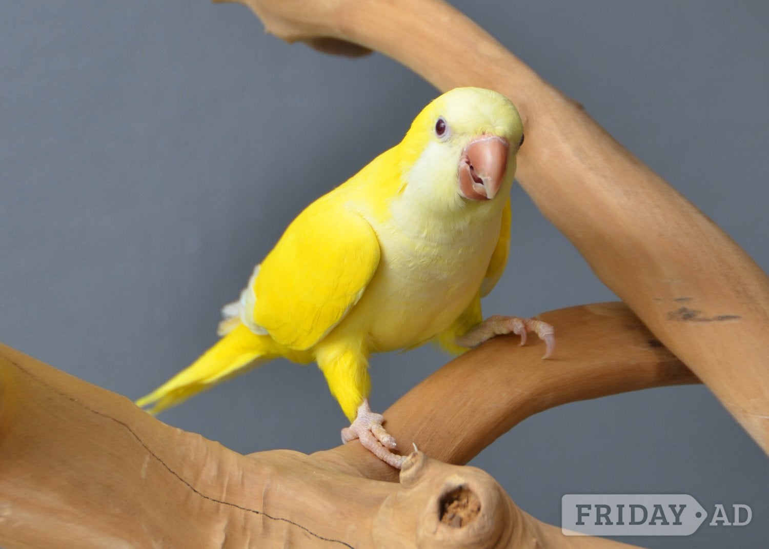 Birmingham Baby Yellow Quaker