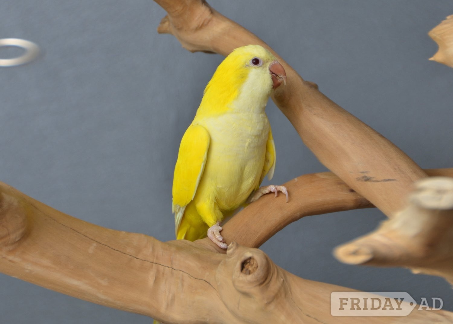 Baby Yellow Quaker - Birds