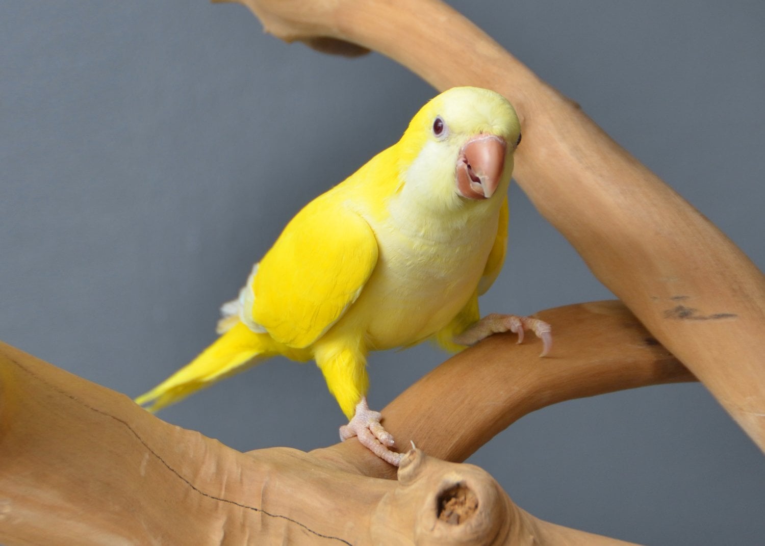 Birmingham Baby Yellow Quaker