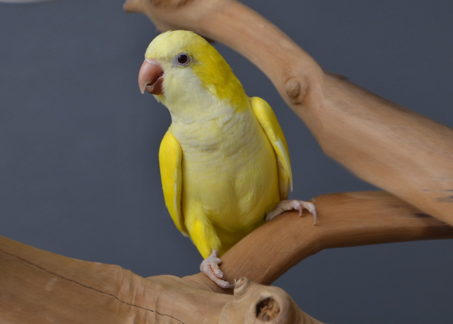 Baby Yellow Quaker - Birds in Birmingham
