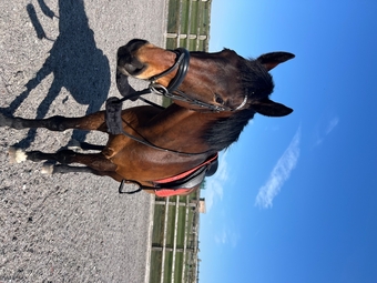 "Cooper" Bay Gelding Show Jumper