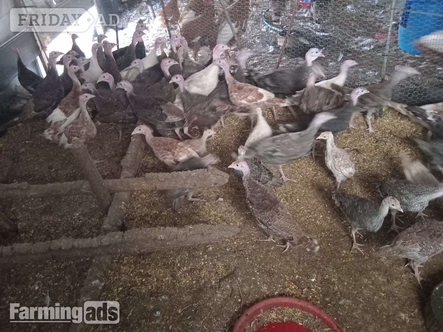 Off heat 6wk+ turkey poults, bourbon reds,bronzes