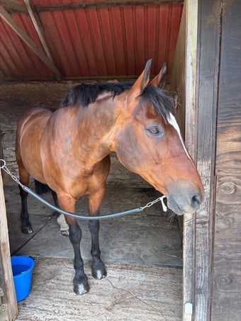 Gorgeous mare for loan/share