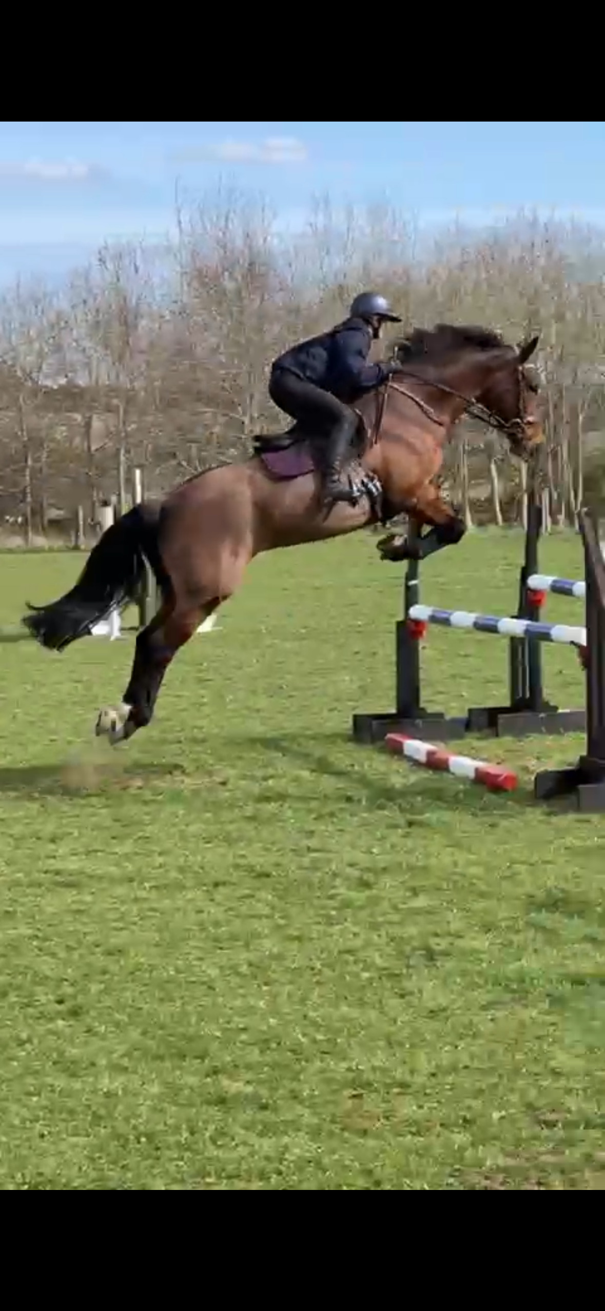 Gorgeous mare for loan/share