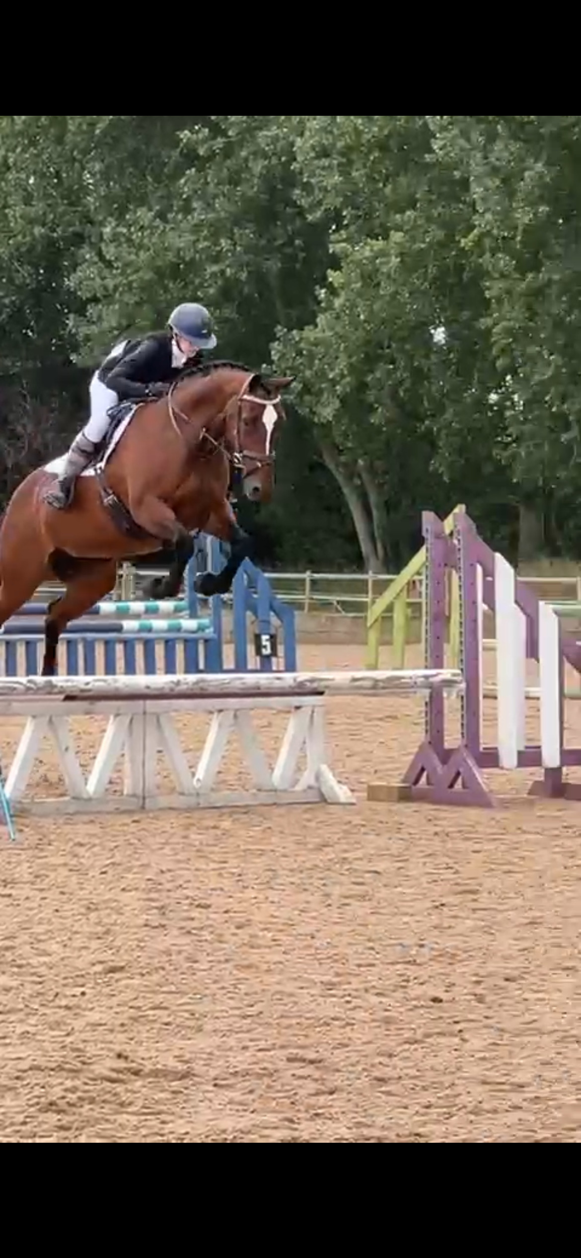Oxford Gorgeous mare for loan/share