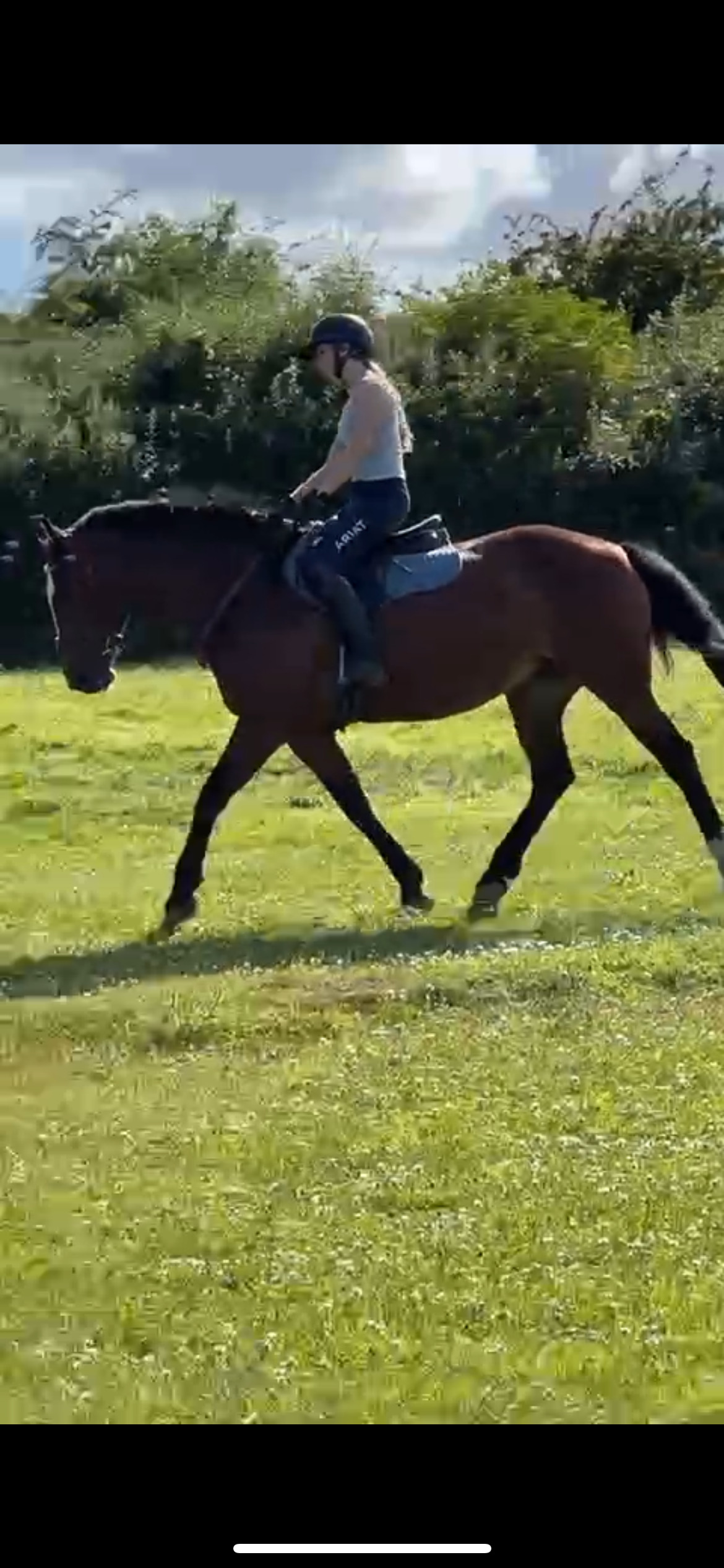 Gorgeous mare for loan/share - Horses in Oxford