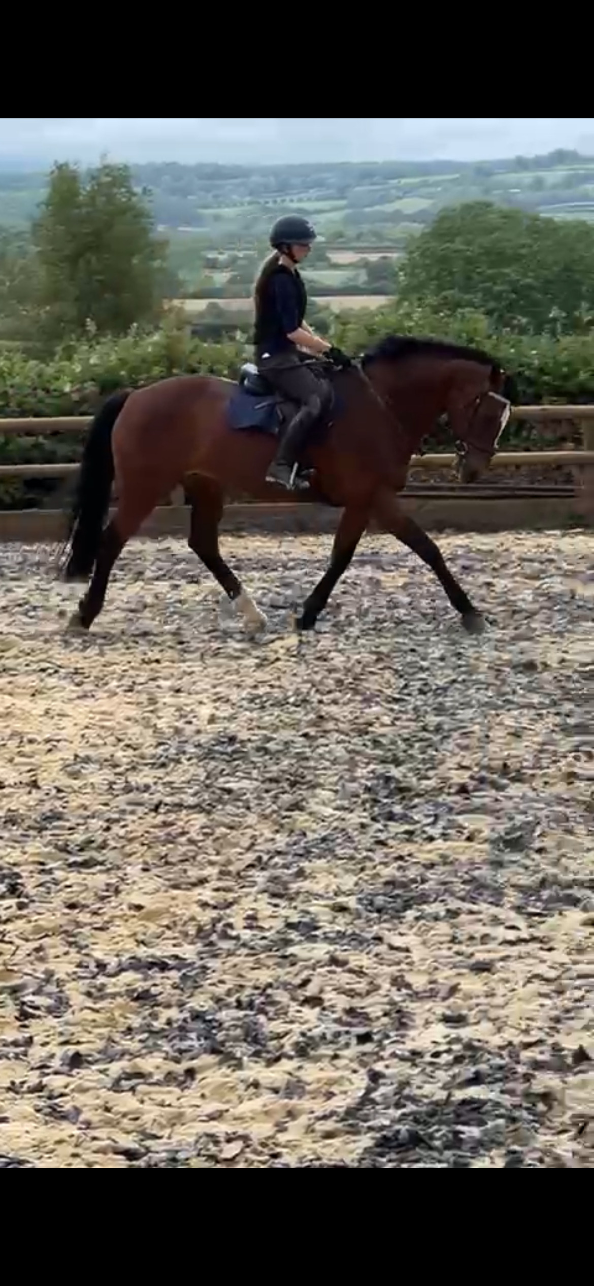 Gorgeous mare for loan/share - Horses