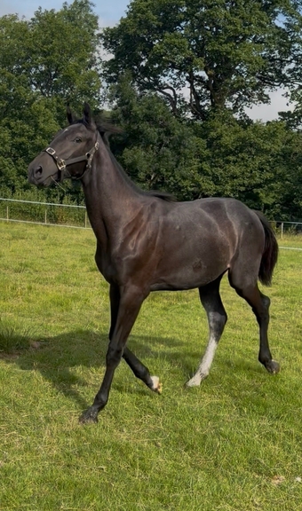 "Valentina Velvet" Black Filly Young Sport Horse