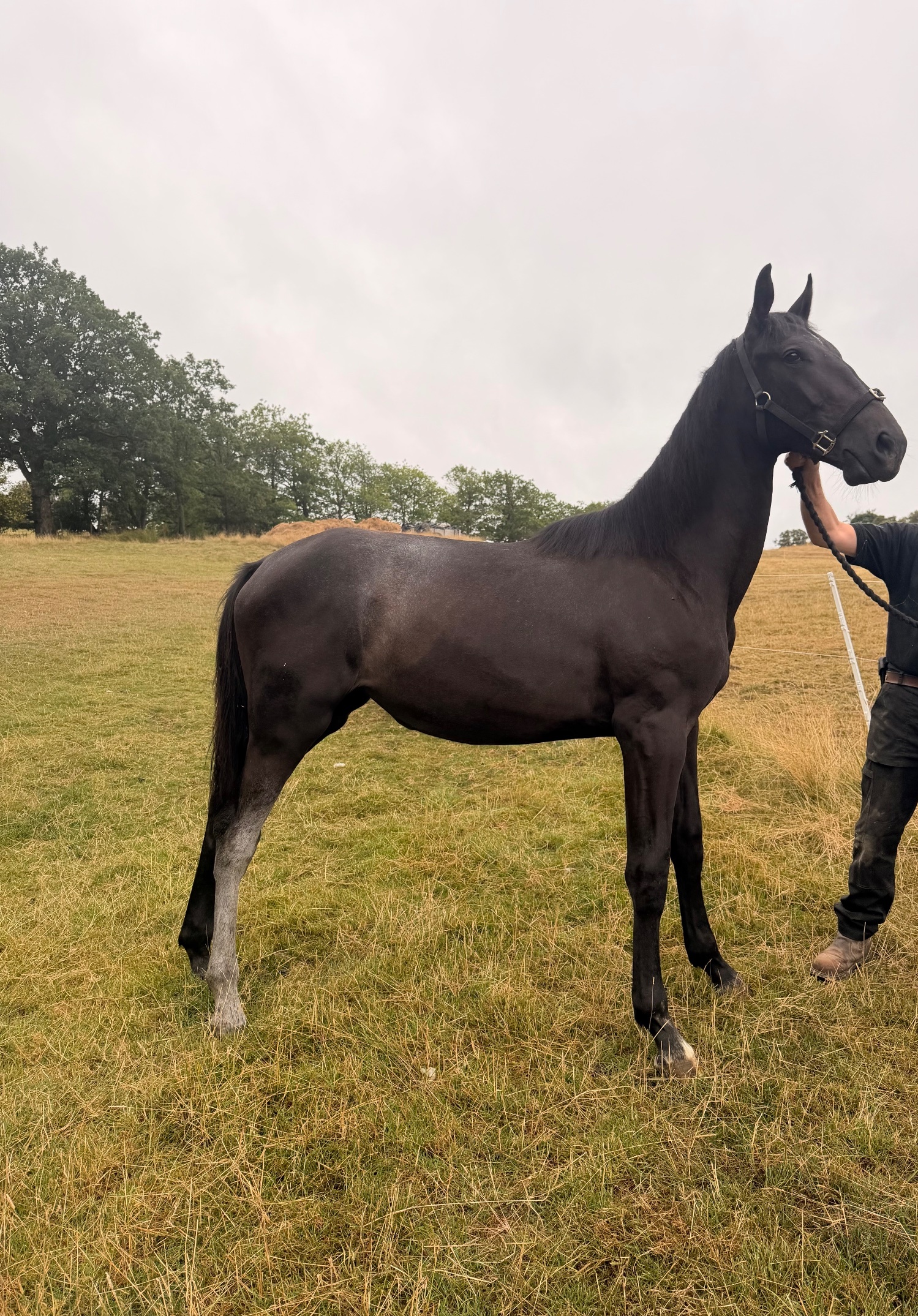 "Valentina Velvet" Black Filly Young Sport Horse