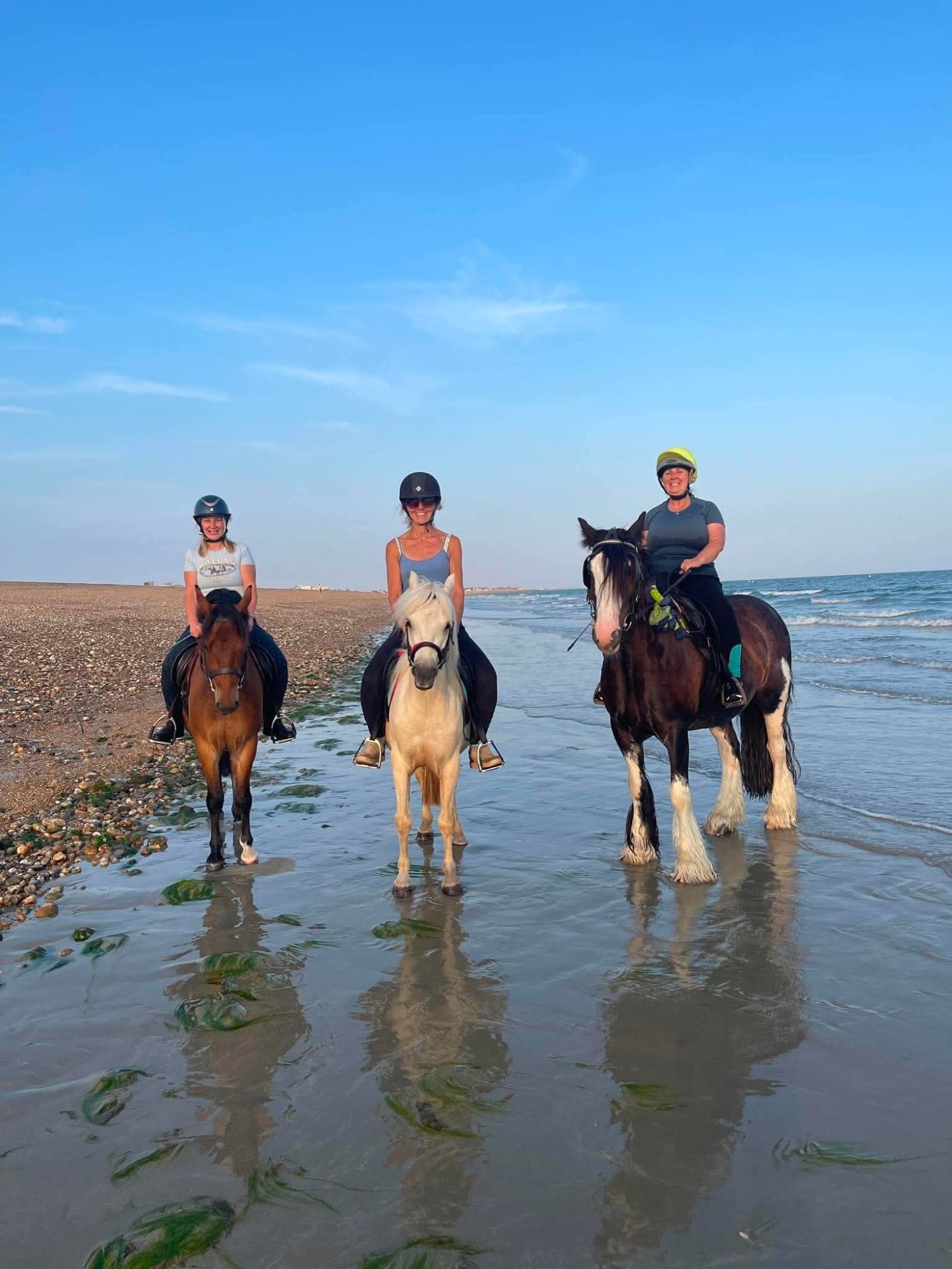 "Duke" Palomino Gelding All Rounder