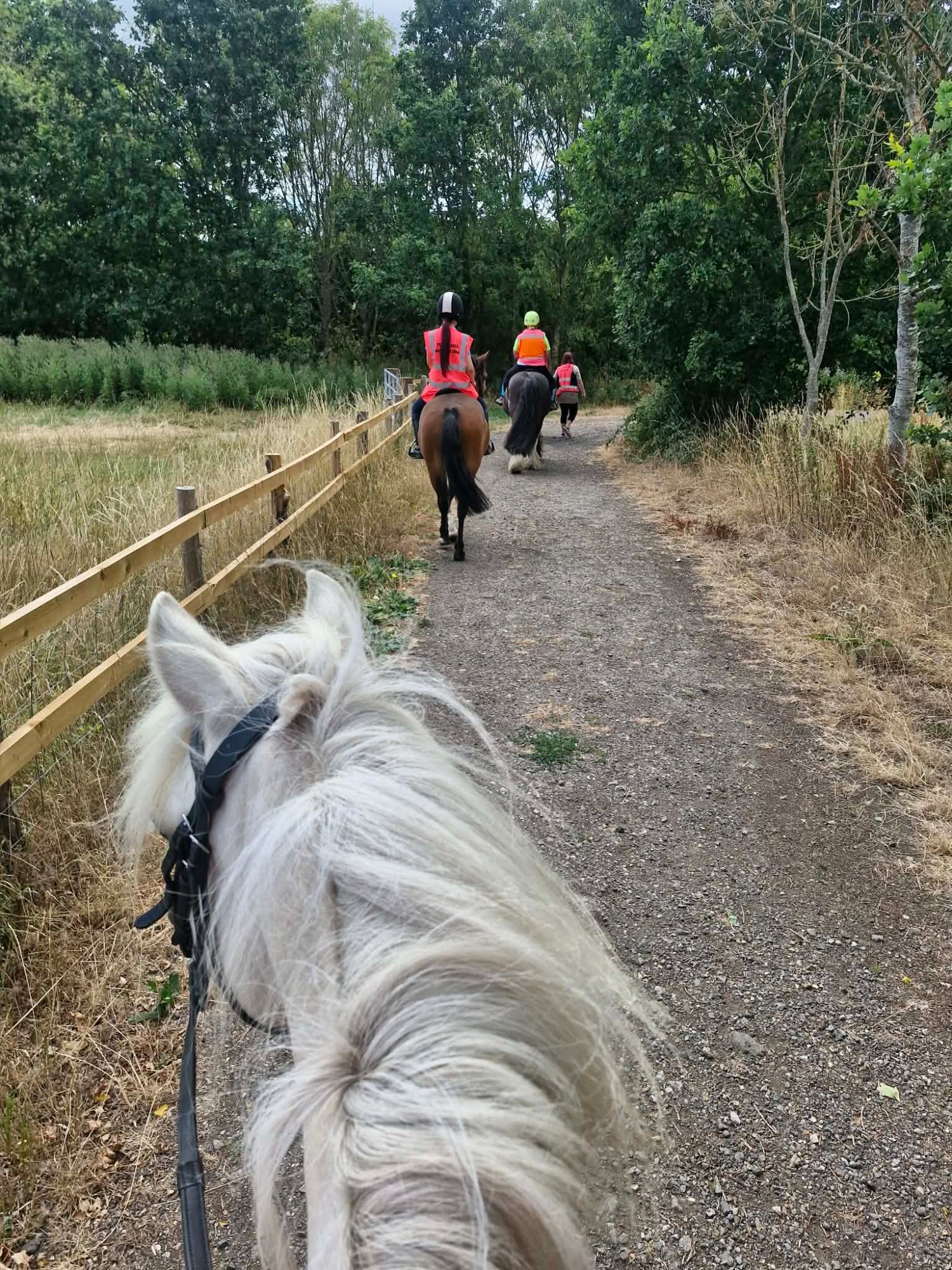 Eastleigh "Duke" Palomino Gelding All Rounder