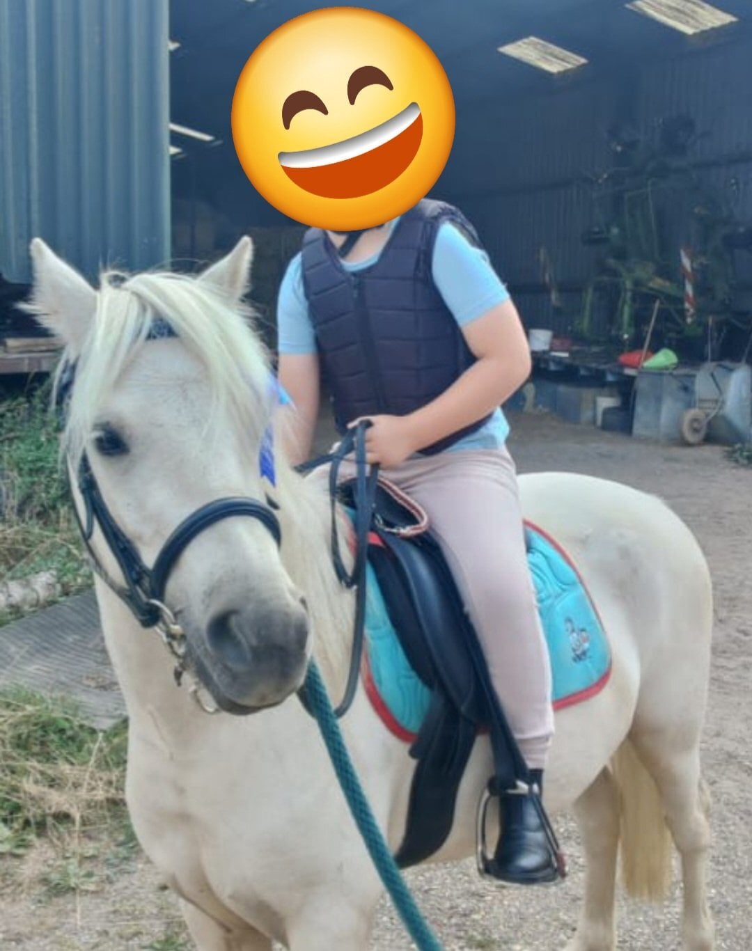 "Duke" Palomino Gelding All Rounder - Horses in Eastleigh