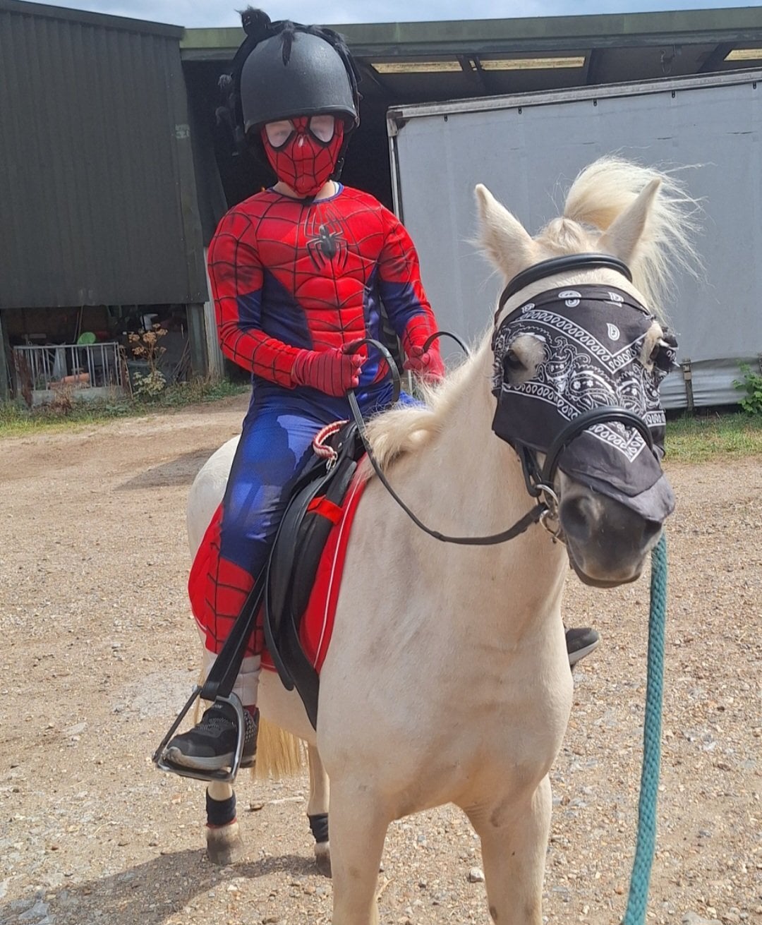 "Duke" Palomino Gelding All Rounder - Horses