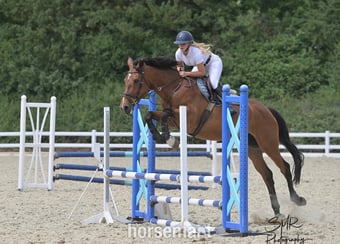 "Talulah " Bay Mare All Rounder