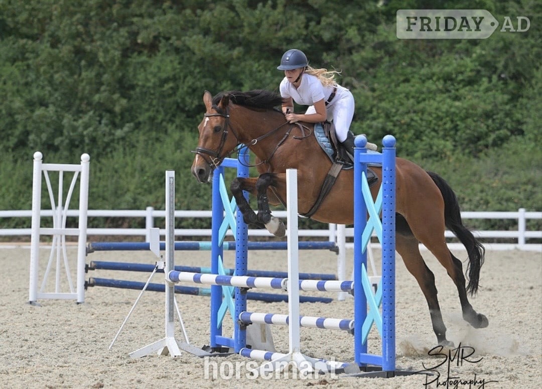 "Talulah " Bay Mare All Rounder in Bowers Gifford