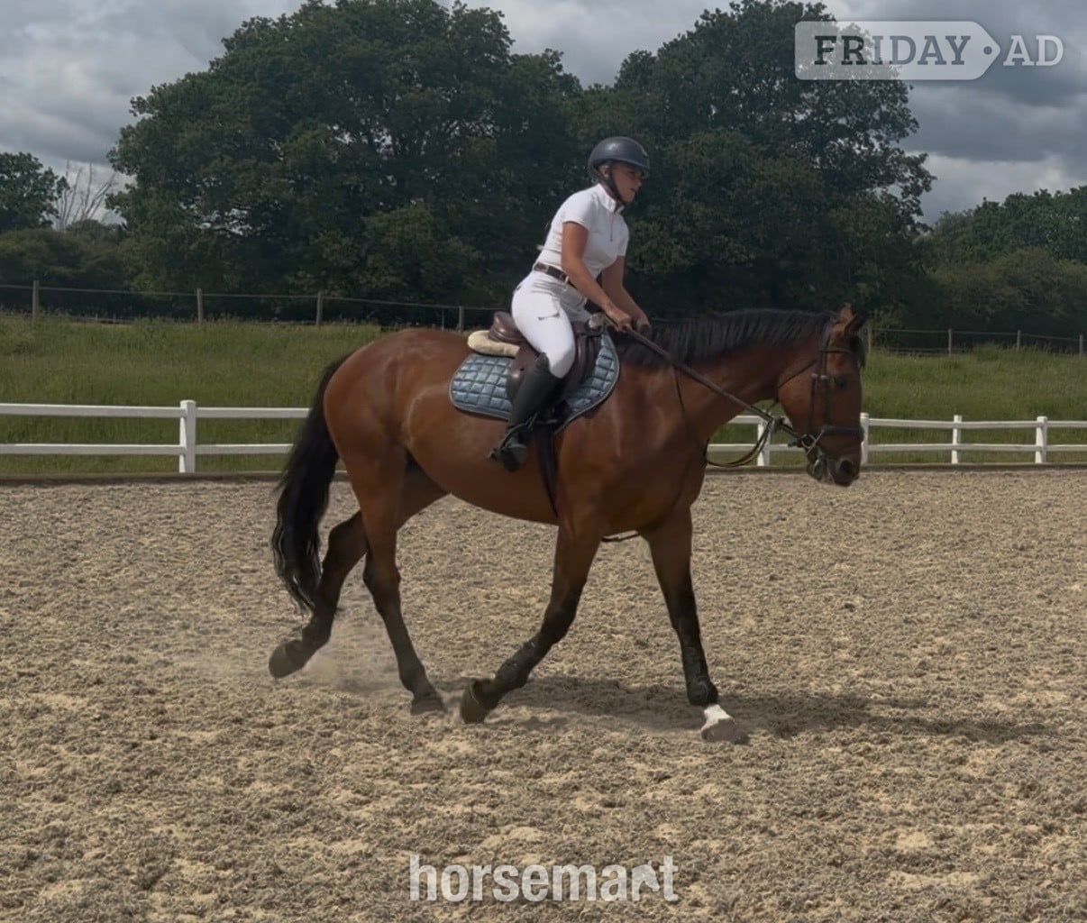 "Talulah " Bay Mare All Rounder - Horses in Bowers Gifford