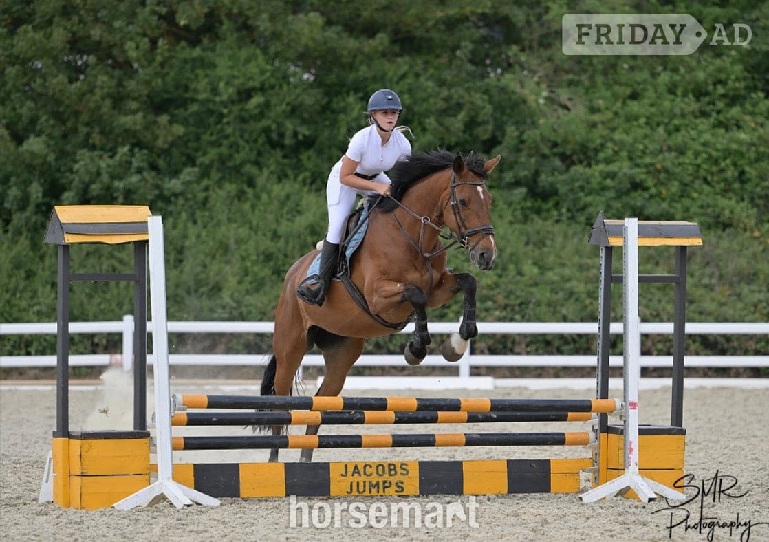 Bowers Gifford "Talulah " Bay Mare All Rounder