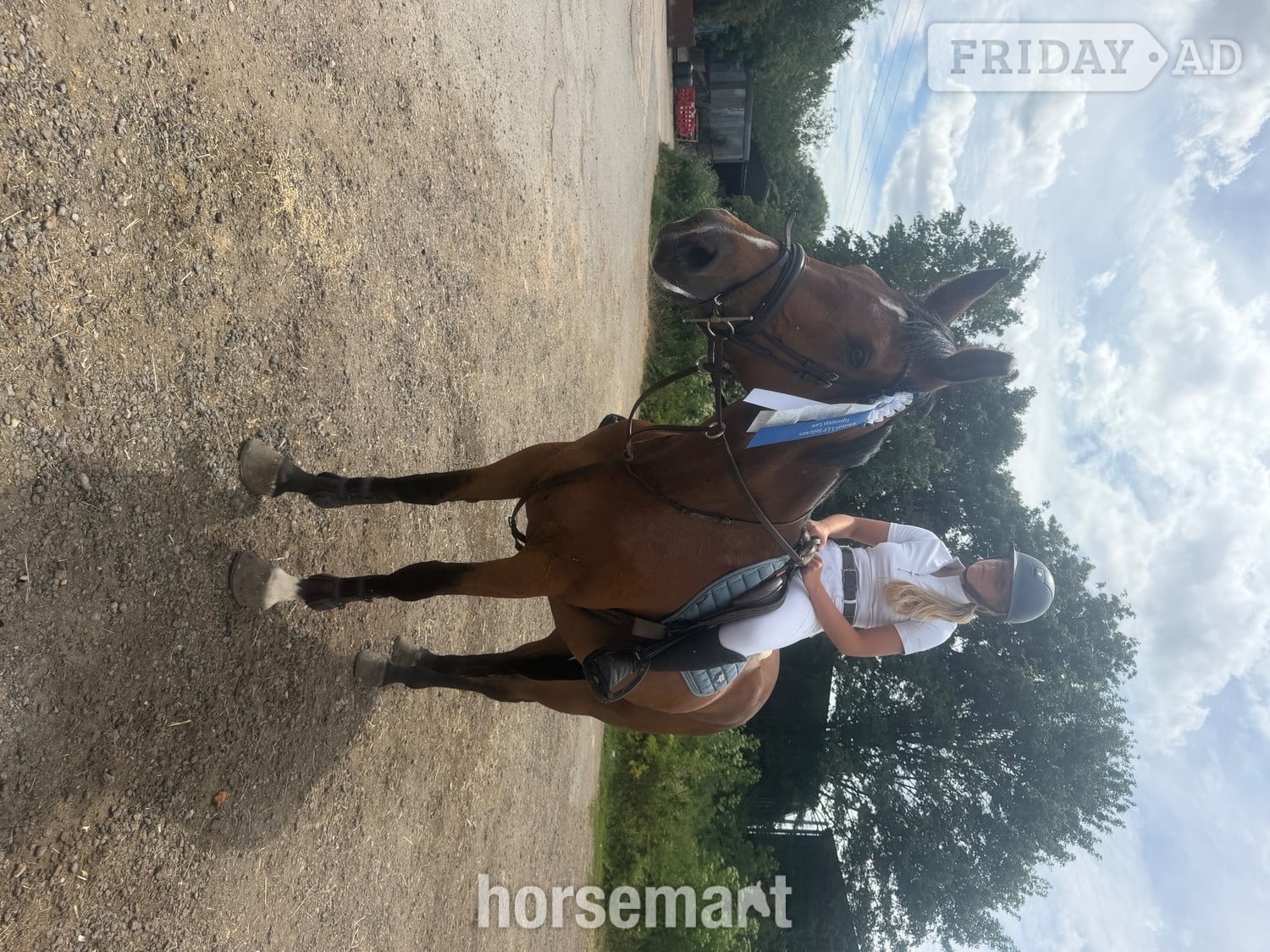 "Talulah " Bay Mare All Rounder
