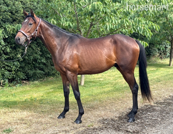 "Un-named " Bay Colt Youngstock / Foal