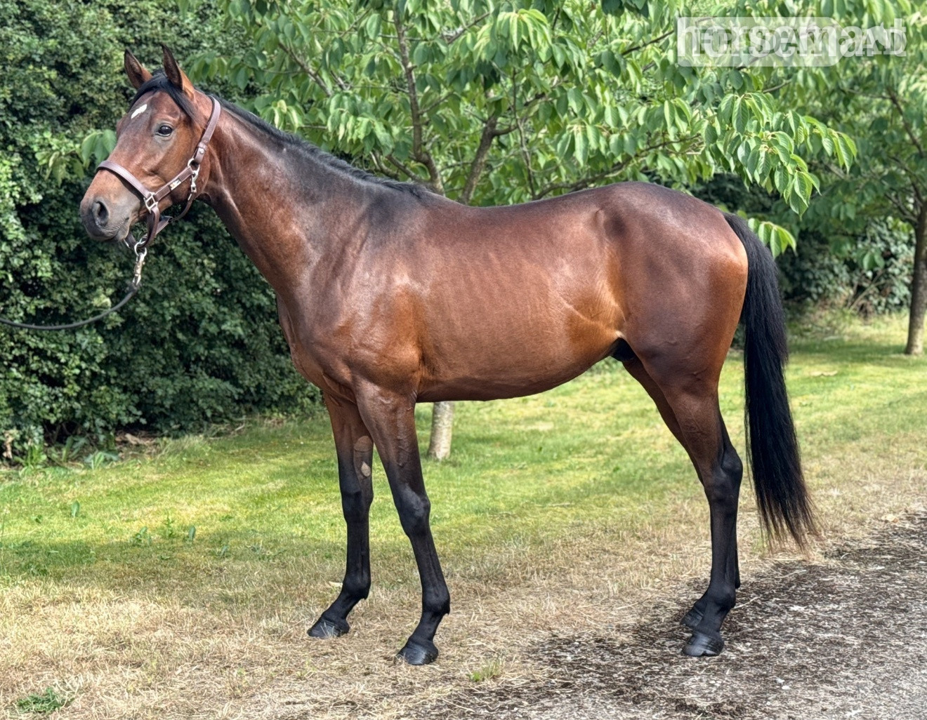 "Un-named " Bay Colt Youngstock / Foal in Gillingham