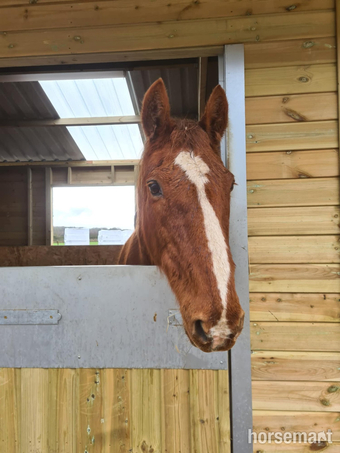 "Heath" Chestnut Gelding Project Horse