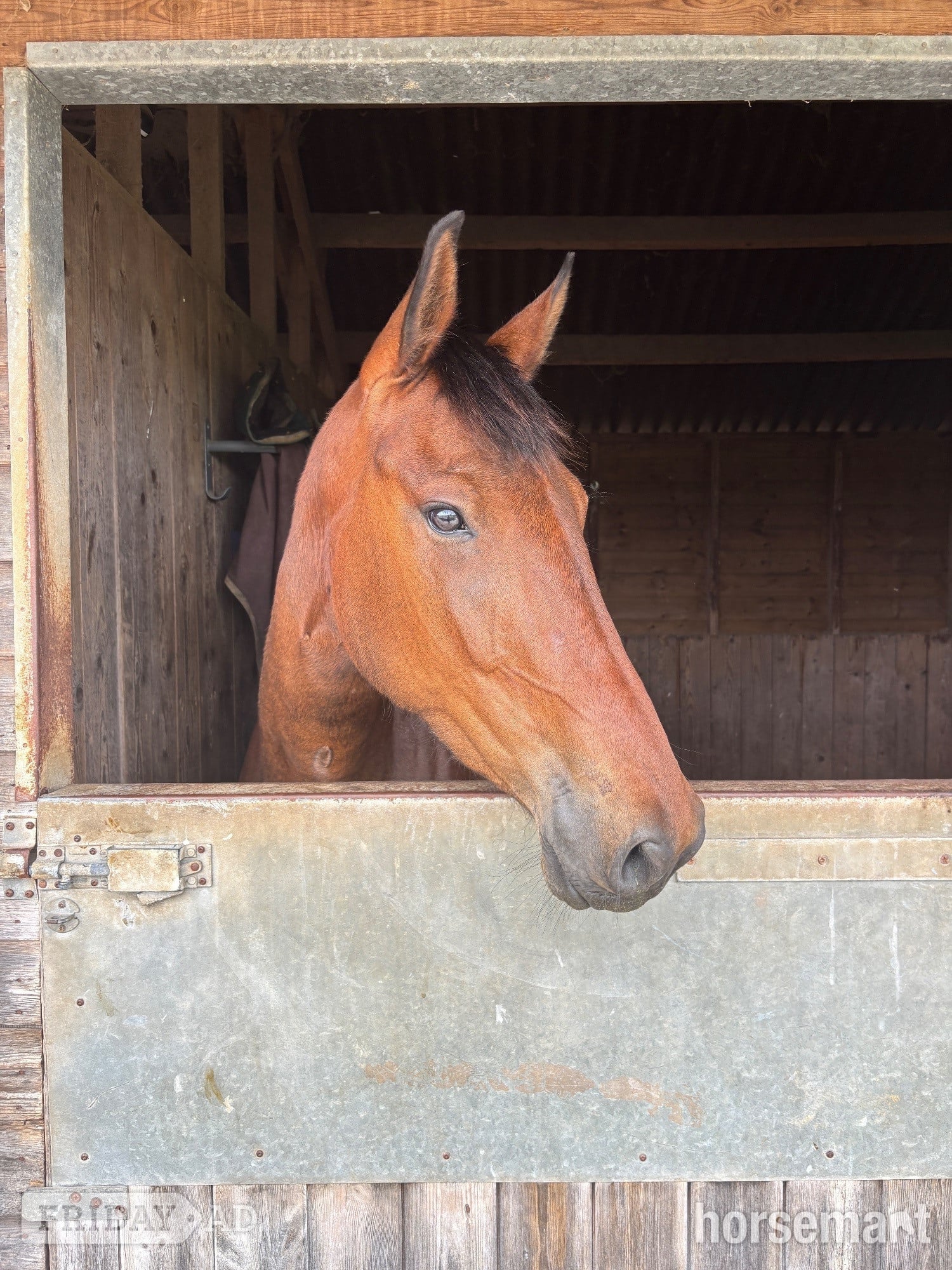 "Dolly" Bay Mare Young Sport Horse in Romford