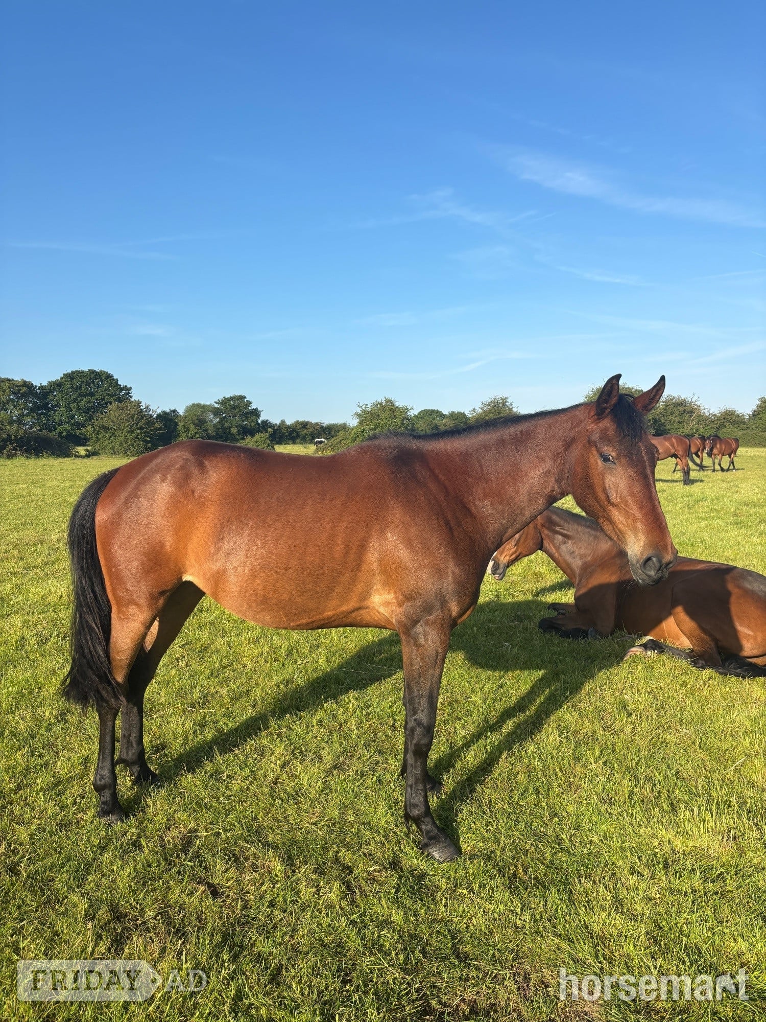 "Dolly" Bay Mare Young Sport Horse