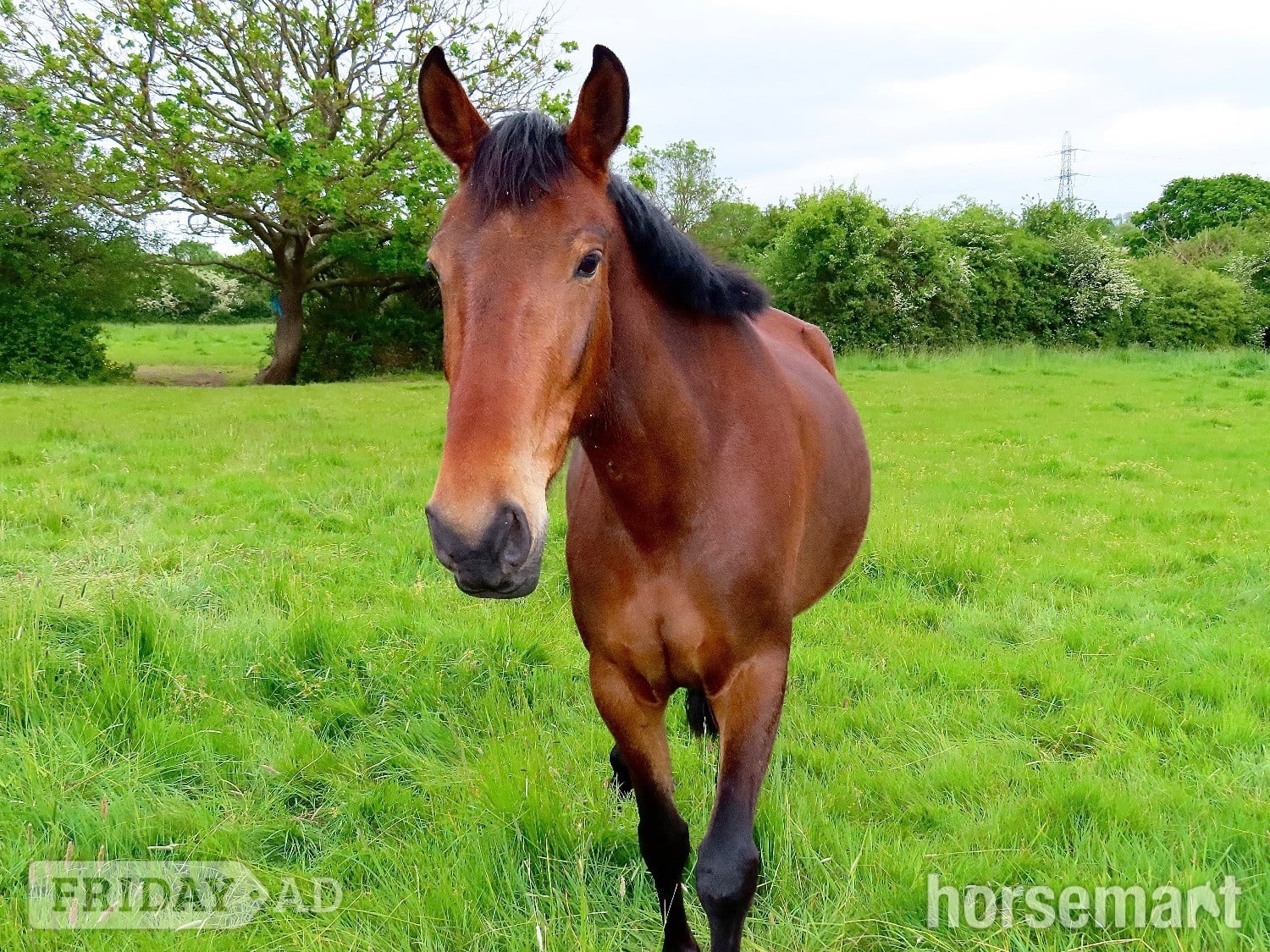 Romford "Dolly" Bay Mare Young Sport Horse