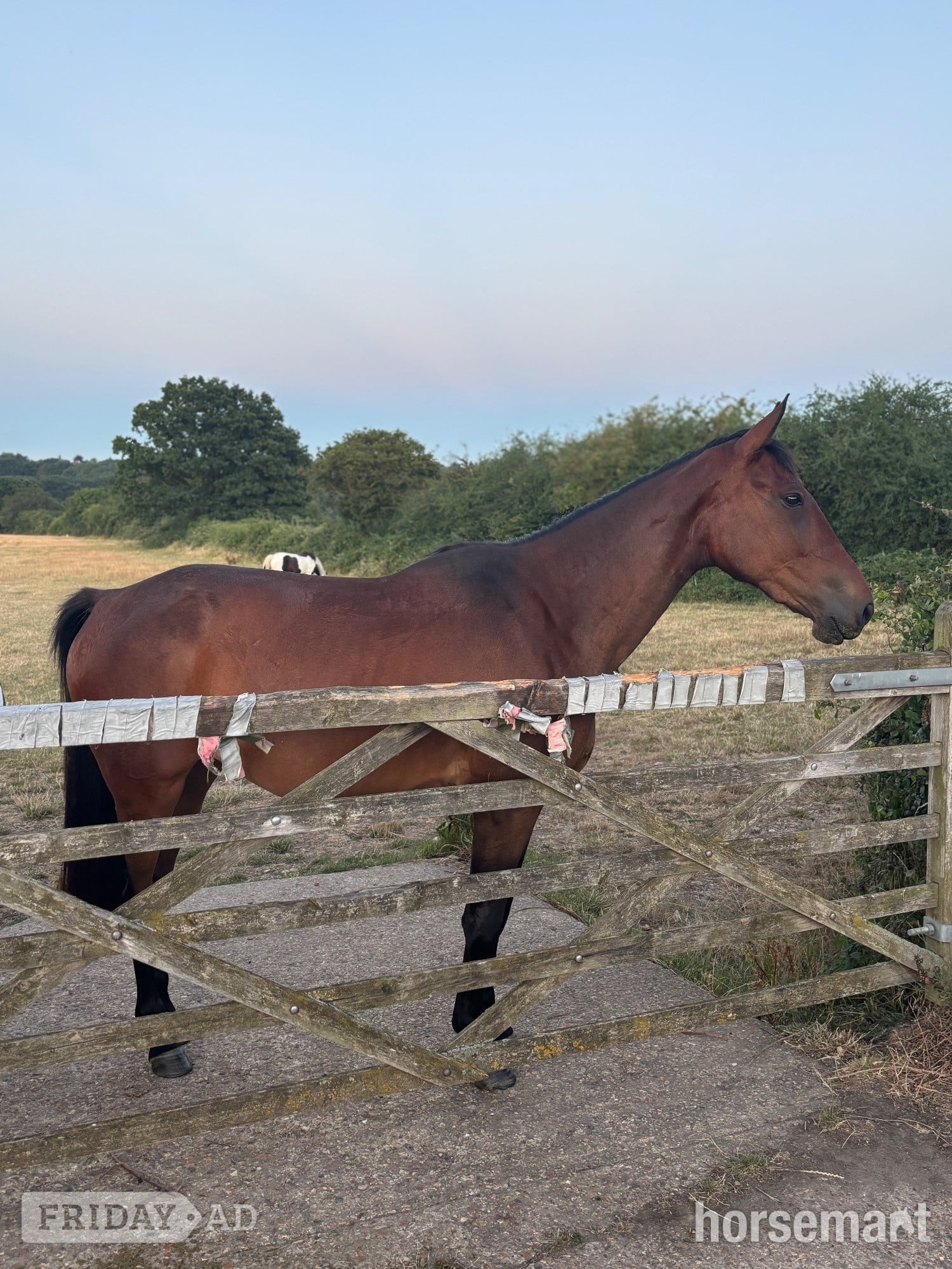 "Dolly" Bay Mare Young Sport Horse - Horses in Romford
