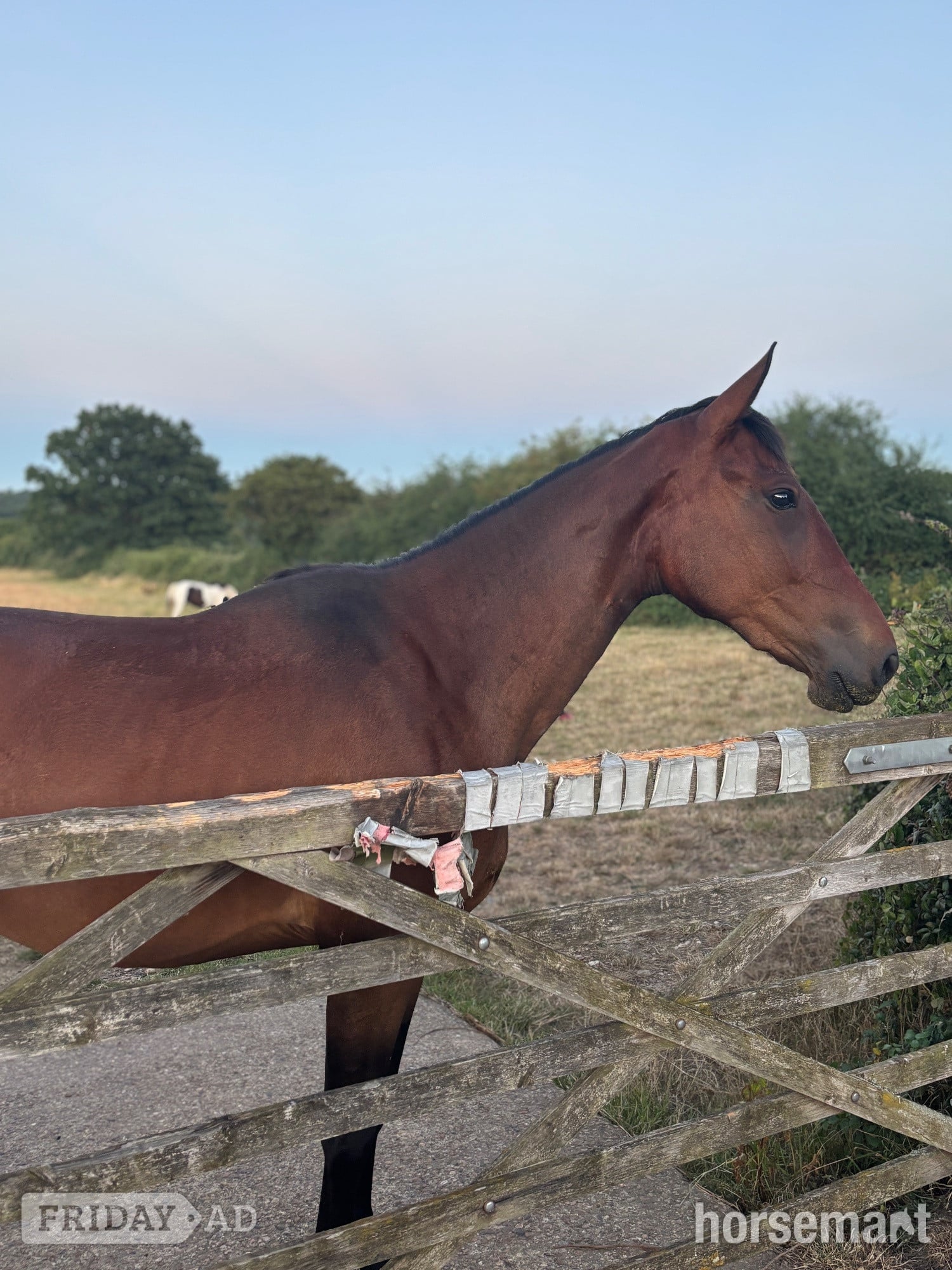 "Dolly" Bay Mare Young Sport Horse - Horses