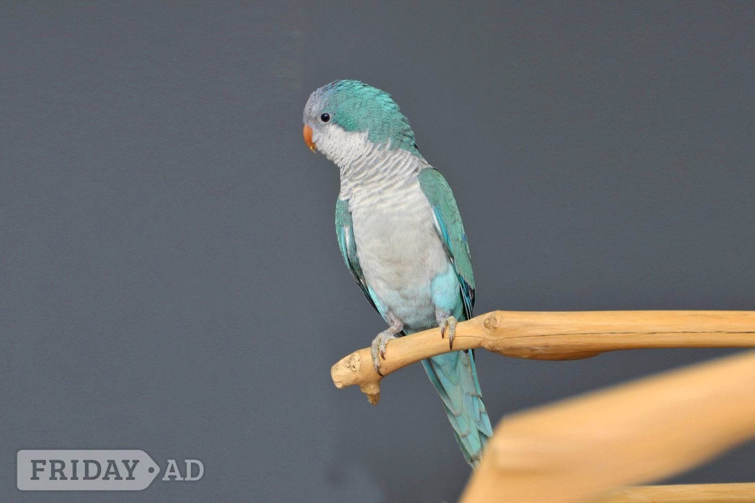 Baby Blue Quaker Talking Parrots in Birmingham