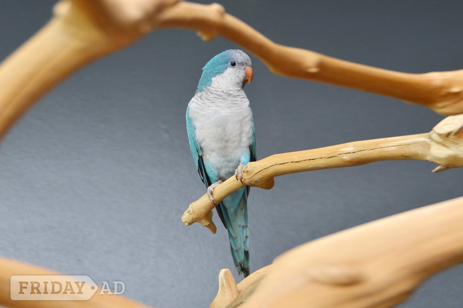 Baby Blue Quaker Talking Parrots