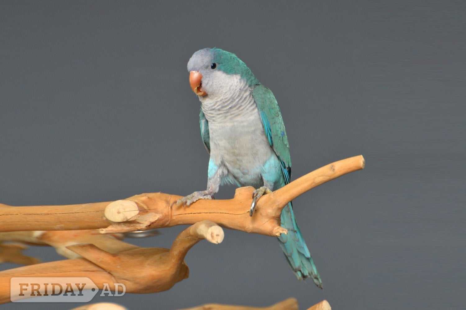 Birmingham Baby Blue Quaker Talking Parrots