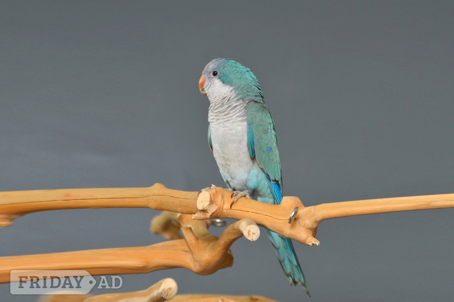 Baby Blue Quaker Talking Parrots - Birds in Birmingham