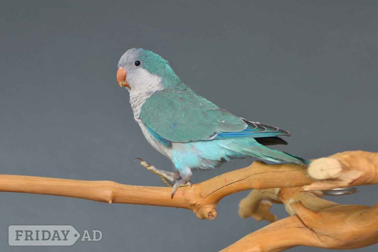 Baby Blue Quaker Talking Parrots - Birds