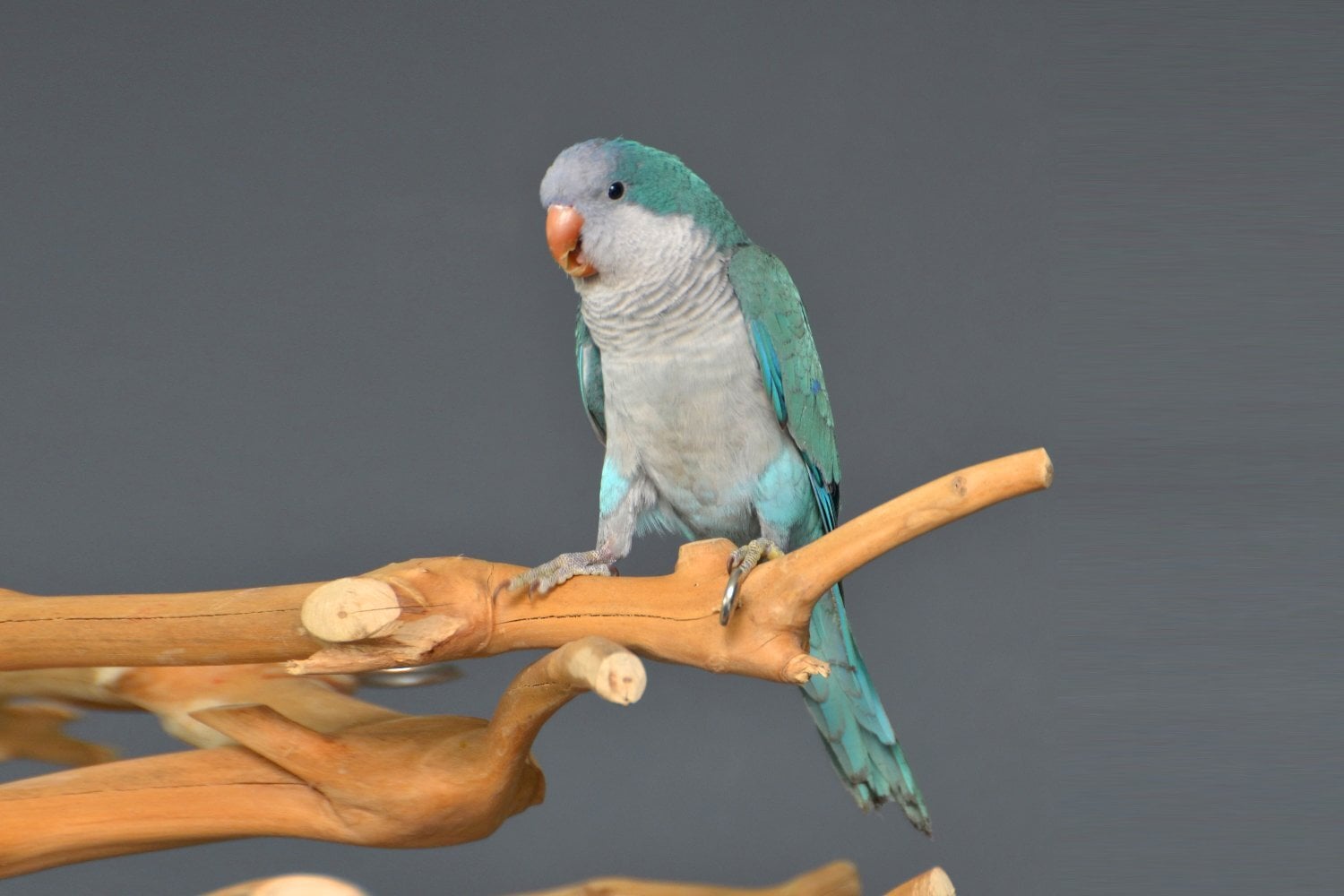 Birmingham Baby Blue Quaker Talking Parrots