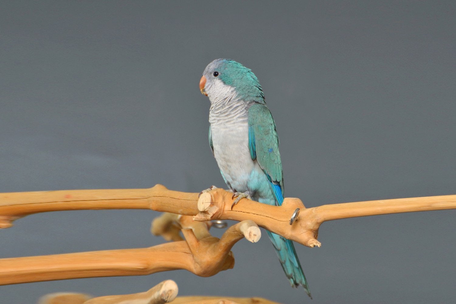 Baby Blue Quaker Talking Parrots - Birds in Birmingham