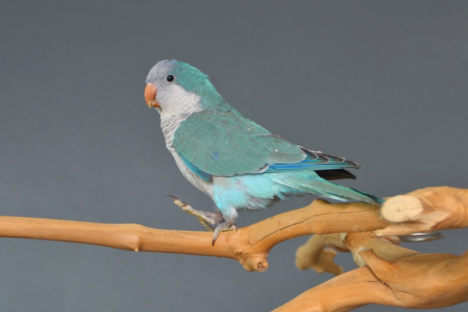 Baby Blue Quaker Talking Parrots - Birds