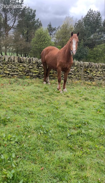 "Molly" Chestnut Mare Project Horse
