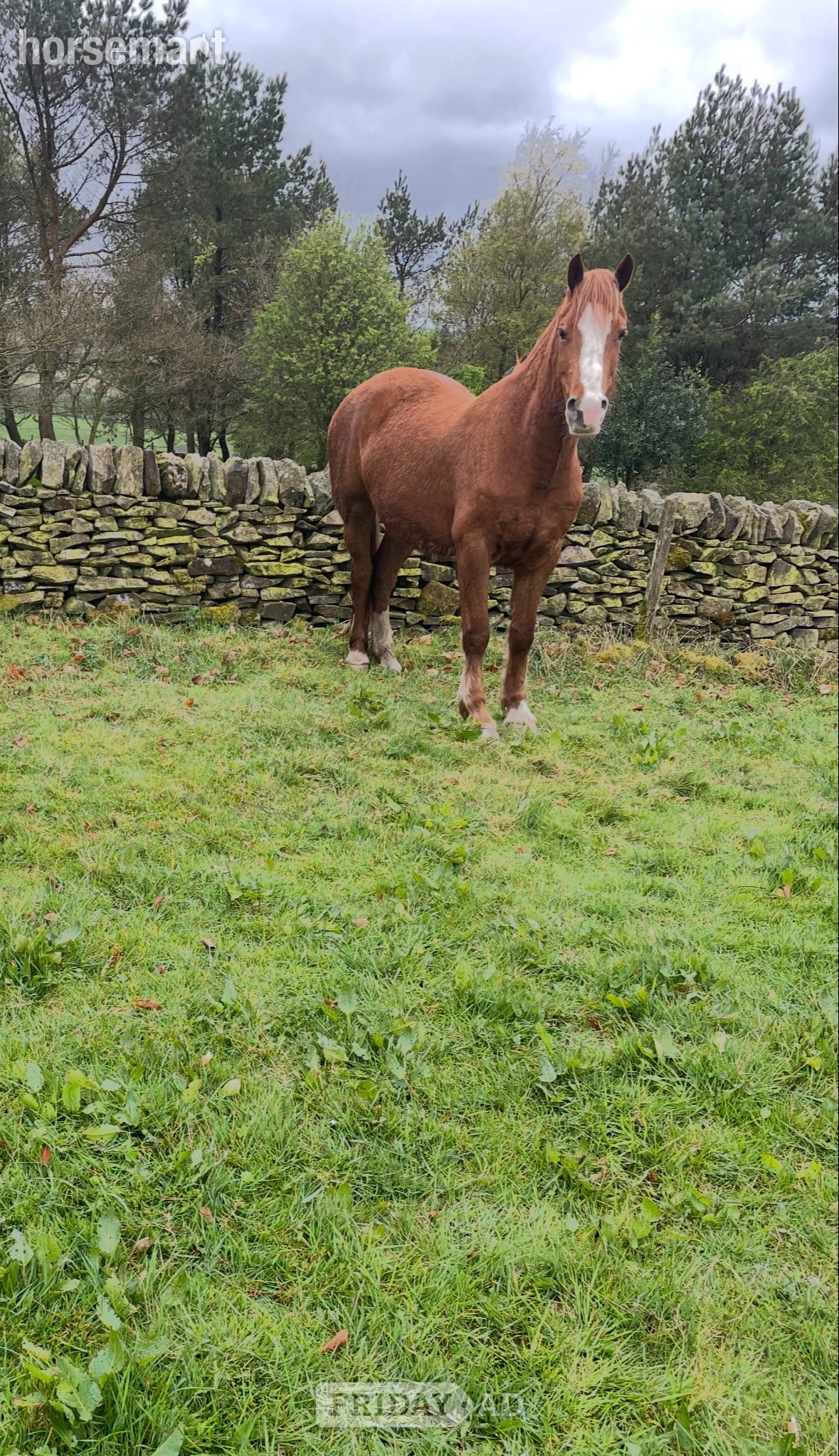 "Molly" Chestnut Mare Project Horse in Bollington